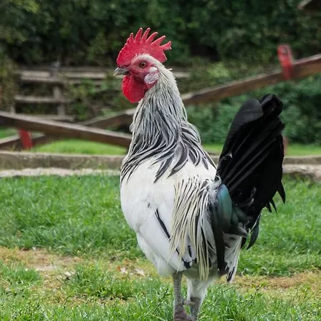 Complex Barite 3* Chernevo