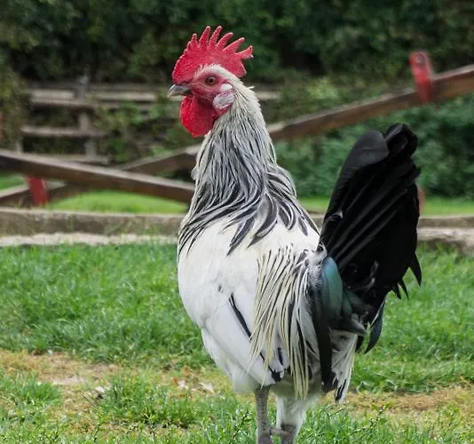 Complex Barite 3* Chernevo